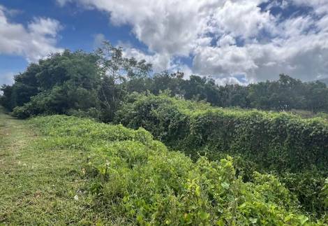 Commercial land in Vivea Business Park, Moka: safe investment and rare opportunity to seize quickly.