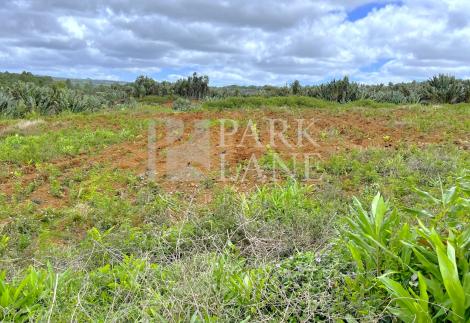Land with wonderful nature view