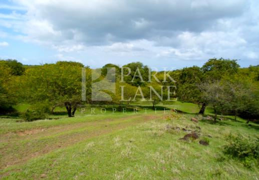 Investissez dans un Terrain au Cœur du Domaine de Palmyre